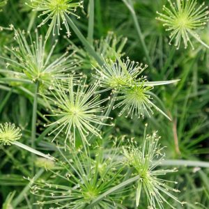 Cyperus haspan, Haspan Flatsedge, Dwarf Papyrus Sedge, Dwarf Sedge, Haspan Flat Sedge, Sharp Edge Sedge, Aquatic Perennial, Pond Plant