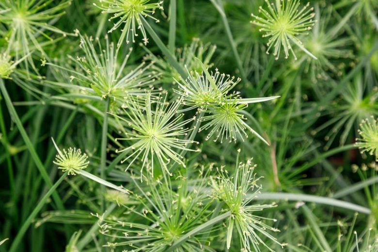 Cyperus haspan, Haspan Flatsedge, Dwarf Papyrus Sedge, Dwarf Sedge, Haspan Flat Sedge, Sharp Edge Sedge, Aquatic Perennial, Pond Plant