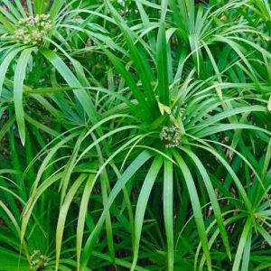 Cyperus involucratus, Umbrella Plant, Umbrella Sedge, Dwarf Papyrus Grass, Cyperus alternifolius subsp. flabelliformis, Cyperus flabelliformis, Cyperus involucratus 'Flabelliformis', Aquatic Perennial, Pond Plant