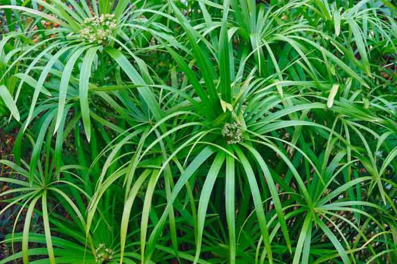 Cyperus involucratus, Umbrella Plant, Umbrella Sedge, Dwarf Papyrus Grass, Cyperus alternifolius subsp. flabelliformis, Cyperus flabelliformis, Cyperus involucratus 'Flabelliformis', Aquatic Perennial, Pond Plant