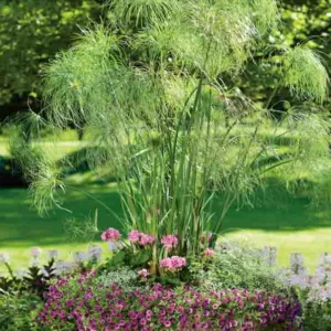 Cyperus papyrus 'King Tut', Papyrus 'King Tut', Egyptian Paper Reed 'King Tut', Egyptian Paper Rush 'King Tut',  Paper Reed 'King Tut', Aquatic Perennial, Pond Plant