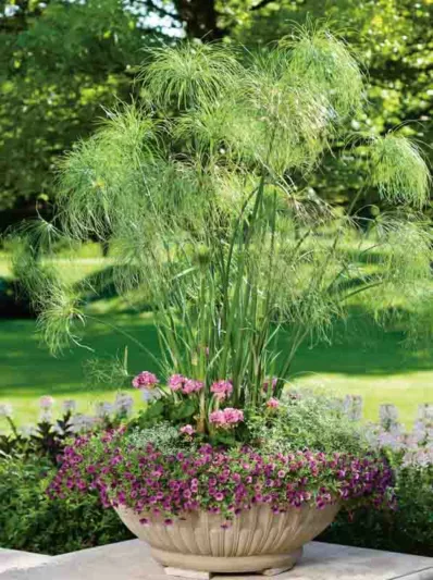 Cyperus papyrus 'King Tut', Papyrus 'King Tut', Egyptian Paper Reed 'King Tut', Egyptian Paper Rush 'King Tut',  Paper Reed 'King Tut', Aquatic Perennial, Pond Plant