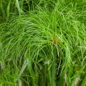 Cyperus papyrus 'Prince Tut', Papyrus 'Prince Tut', Egyptian Paper Reed 'Prince Tut', Egyptian Paper Rush 'Prince Tut',  Dwarf Egyptian Papyrus, Aquatic Perennial, Pond Plant