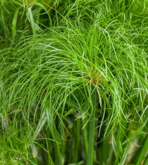 Cyperus papyrus 'Prince Tut', Papyrus 'Prince Tut', Egyptian Paper Reed 'Prince Tut', Egyptian Paper Rush 'Prince Tut',  Dwarf Egyptian Papyrus, Aquatic Perennial, Pond Plant