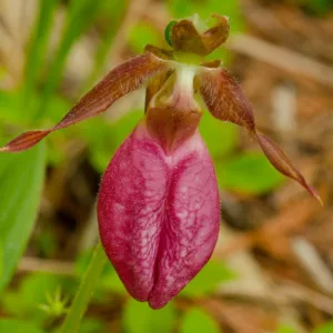 Cypripedium acaule, Moccasin Flower, Pink Lady's Slipper, Fissipes acaulis, Pink Flowers, Hardy Orchids