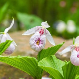Cypripedium formosanum, Formosan Lady's Slipper, Pink Flowers, Hardy Orchids
