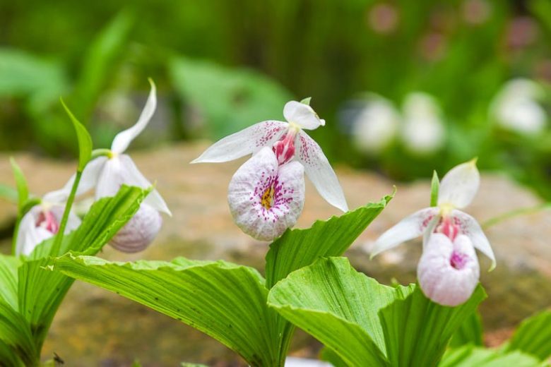 Cypripedium formosanum, Formosan Lady's Slipper, Pink Flowers, Hardy Orchids