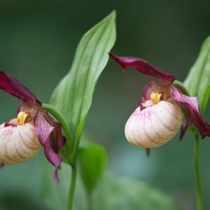 Cypripedium Gisele gx, Gisele Lady's Slipper Orchid, Frosh Garden Orchids, Pink Flowers, Hardy Orchids