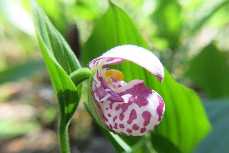 Cypripedium guttatum, Spotted Lady's Slipper, Spotted Lady’s-slipper, Pink Flowers, Hardy Orchids