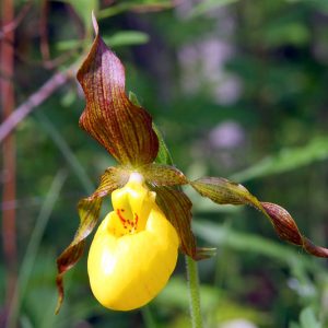 Cypripedium Hank Small gx, Hank Small Lady's Slipper Orchid, Frosh Garden Orchids, Yellow Flowers, Hardy Orchids