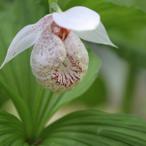 Cypripedium japonicum, Japanese Lady Slipper Orchid, Japanese Ladyslipper Orchid, Pink Flowers, Hardy Orchids