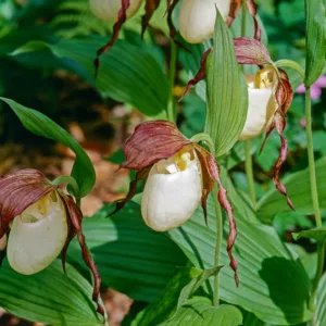 Cypripedium kentuckiense, Kentucky Lady's Slipper Orchid, Southern Lady's Slipper, Ivory Lady's Slipper, Purloined Slipper, Cypripedium 'Kentucky', Yellow Flowers, Hardy Orchids