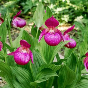 Cypripedium macranthos, Lady's Slipper Orchid, Cypripedium macranthon, Pink Flowers, Hardy Orchids