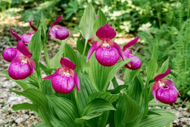 Cypripedium macranthos, Lady's Slipper Orchid, Cypripedium macranthon, Pink Flowers, Hardy Orchids