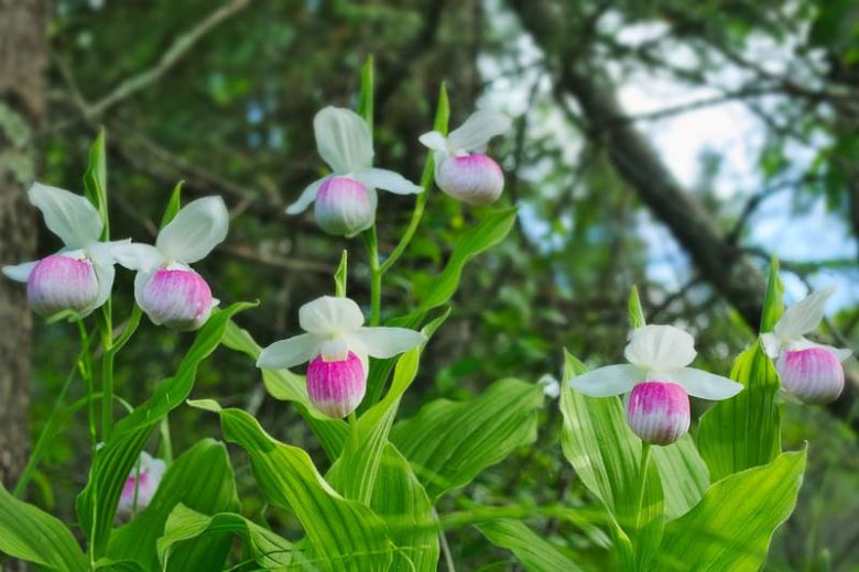 Cypripedium reginae, Showy Lady's Slipper, Pink Flowers, Hardy Orchids