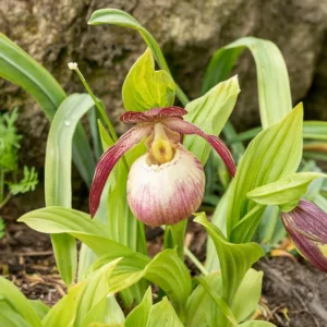 Cypripedium Sabine gx, Sabine Lady's Slipper Orchid, Frosh Garden Orchids, Pink Flowers, Hardy Orchids
