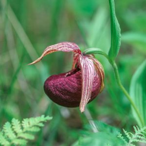 Cypripedium tibeticum, Tibetan Lady's Slipper, Pink Flowers, Hardy Orchids
