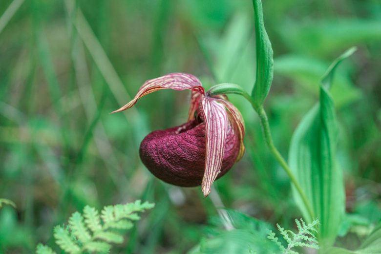 Cypripedium tibeticum, Tibetan Lady's Slipper, Pink Flowers, Hardy Orchids