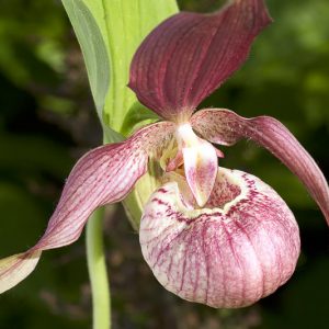 Cypripedium ventricosum, Cypripedium Ventricosum gx, Cypripedium Vintri gx, Cypripedium x barbeyi, Pink Flowers, Hardy Orchids