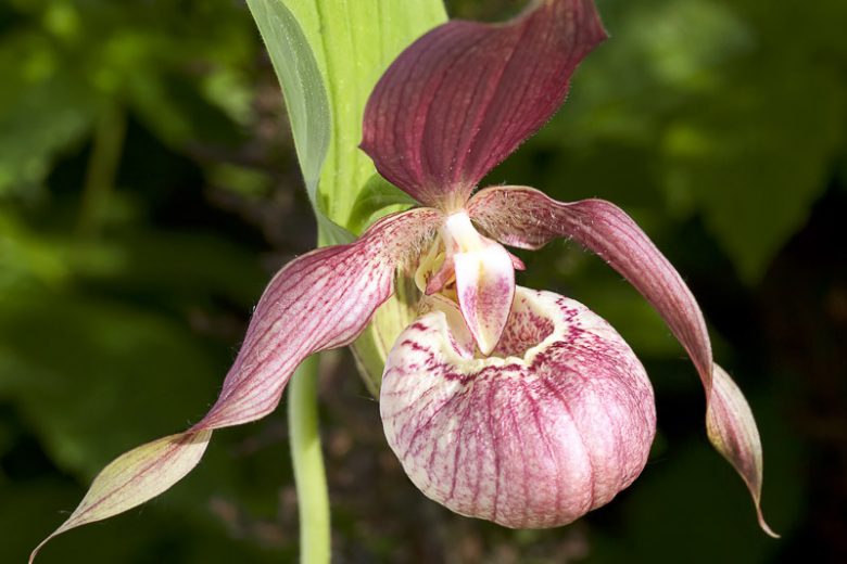 Cypripedium ventricosum, Cypripedium Ventricosum gx, Cypripedium Vintri gx, Cypripedium x barbeyi, Pink Flowers, Hardy Orchids