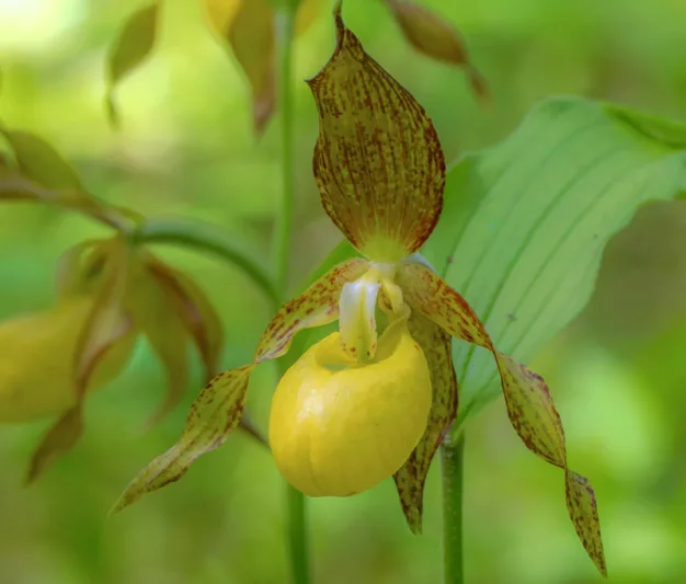 Cypripedium Victoria gx, Victoria Lady's Slipper Orchid, Frosh Garden Orchids, Yellow Flowers, Hardy Orchids