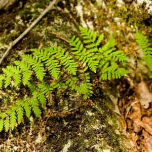 Cystopteris bulbifera, Bulblet Bladder Fern, Bulblet Fern, Filix bulbifera, Shade plants, shade perennial, plants for shade