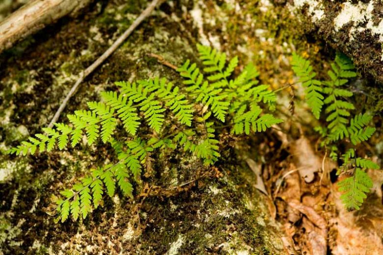 Cystopteris bulbifera, Bulblet Bladder Fern, Bulblet Fern, Filix bulbifera, Shade plants, shade perennial, plants for shade