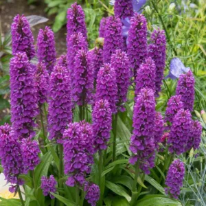 Dactylorhiza elata, Marsh Orchid, Robust Marsh Orchid, Stately Dactylorhiza, Orchis elata, Hardy Orchid, Purple Orchid