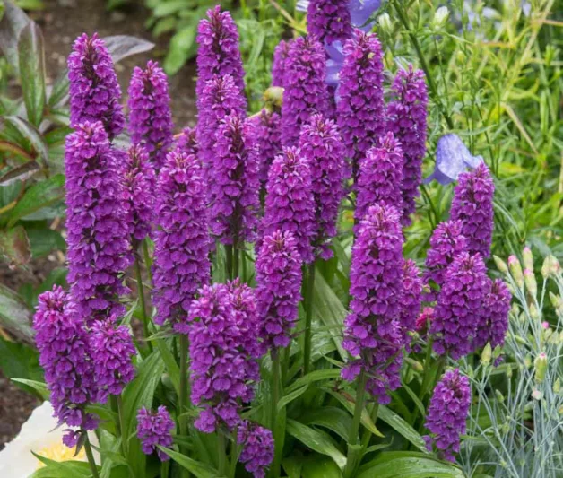 Dactylorhiza elata, Marsh Orchid, Robust Marsh Orchid, Stately Dactylorhiza, Orchis elata, Hardy Orchid, Purple Orchid