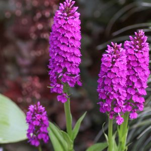 Dactylorhiza foliosa, Madeira Orchid, Orchis maderensis, Dactylorhiza maderensis, Orchis foliosa, Hardy Orchid, Purple Orchid