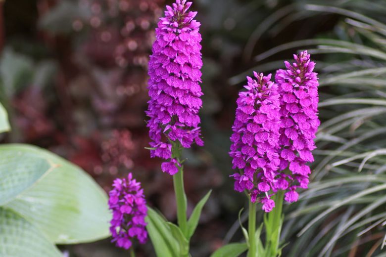 Dactylorhiza foliosa, Madeira Orchid, Orchis maderensis, Dactylorhiza maderensis, Orchis foliosa, Hardy Orchid, Purple Orchid