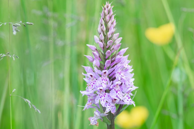 Dactylorhiza fuchsii, Common Spotted Orchid, Orchis fuchsii, Hardy Orchid, Purple Orchid