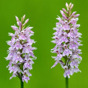 Dactylorhiza maculata, Adam-and-Eve, Heath Spotted Orchid, Moorland Spotted Orchid, Orchis maculata, Orchis maculata var. leucantha, Hardy Orchid, Purple Orchid