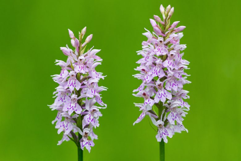 Dactylorhiza maculata, Adam-and-Eve, Heath Spotted Orchid, Moorland Spotted Orchid, Orchis maculata, Orchis maculata var. leucantha, Hardy Orchid, Purple Orchid