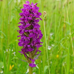Dactylorhiza purpurella,Northern Marsh Orchid, Hardy Orchid, Purple Orchid