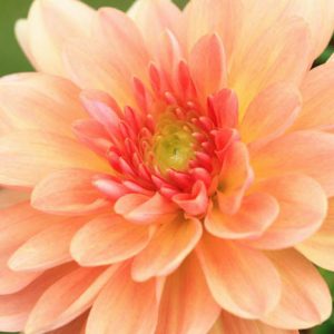 Dahlia 'Apricot Desire','Apricot Desire' Dahlia, Water Lily Dahlias, Waterlily Dahlias, Apricot Dahlias, Dahlia Tubers, Dahlia Bulbs, Dahlia Flower, Dahlia Flowers, summer bulbs