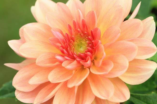 Dahlia 'Apricot Desire','Apricot Desire' Dahlia, Water Lily Dahlias, Waterlily Dahlias, Apricot Dahlias, Dahlia Tubers, Dahlia Bulbs, Dahlia Flower, Dahlia Flowers, summer bulbs