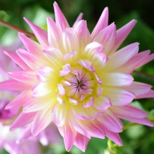 Dahlia 'April Dawn', 'April Dawn' Dahlia, Decorative Dahlias, Purple Dahlias, Dahlia Tubers, Dahlia Bulbs, Dahlia Flower, Dahlia Flowers, summer bulbs