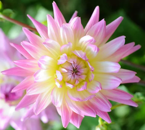 Dahlia 'April Dawn', 'April Dawn' Dahlia, Decorative Dahlias, Purple Dahlias, Dahlia Tubers, Dahlia Bulbs, Dahlia Flower, Dahlia Flowers, summer bulbs