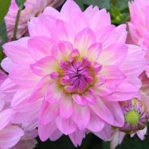 Dahlia 'Bitsy', 'Bitsy' Dahlia, Water Lily Dahlias, Waterlily Dahlias, Purple Dahlias, Dahlia Tubers, Dahlia Bulbs, Dahlia Flower, Dahlia Flowers, summer bulbs