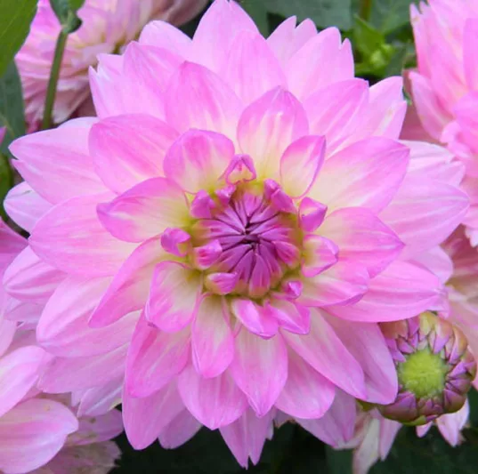 Dahlia 'Bitsy', 'Bitsy' Dahlia, Water Lily Dahlias, Waterlily Dahlias, Purple Dahlias, Dahlia Tubers, Dahlia Bulbs, Dahlia Flower, Dahlia Flowers, summer bulbs