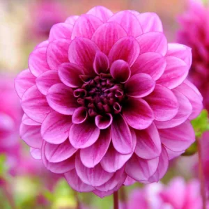 Dahlia Blue Bell, Blue Bell Dahlia, Decorative Dahlias, Purple Dahlias, Dahlia Tubers, Dahlia Bulbs, Dahlia Flower, Dahlia Flowers, summer bulbs