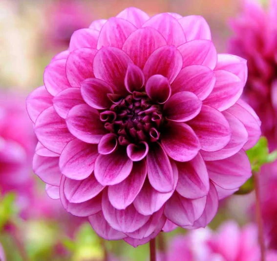 Dahlia Blue Bell, Blue Bell Dahlia, Decorative Dahlias, Purple Dahlias, Dahlia Tubers, Dahlia Bulbs, Dahlia Flower, Dahlia Flowers, summer bulbs