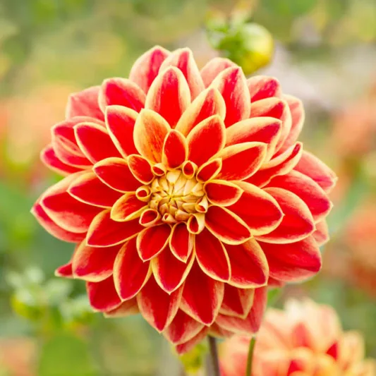 Dahlia 'Caballero','Caballero' Dahlia, Water Lily Dahlias, Waterlily Dahlias, red Dahlias, Orange Dahlias, Dahlia Tubers, Dahlia Bulbs, Dahlia Flower, Dahlia Flowers, summer bulbs