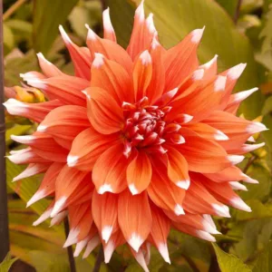 Dahlia Color Spectacle, Color Spectacle Dahlia, Semi-Cactus Dahlias, Cactus Dahlias, Bicolor Dahlia Flowers, Orange Dahlias, Coral Dahlias,Dahlia Tubers, Dahlia Bulbs, Dahlia Flower, Dahlia Flowers, summer bulbs