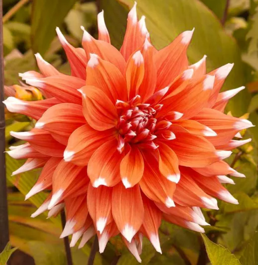 Dahlia Color Spectacle, Color Spectacle Dahlia, Semi-Cactus Dahlias, Cactus Dahlias, Bicolor Dahlia Flowers, Orange Dahlias, Coral Dahlias,Dahlia Tubers, Dahlia Bulbs, Dahlia Flower, Dahlia Flowers, summer bulbs