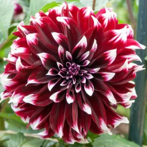 Dahlia Contraste, Contraste Dahlia, Decorative Dahlias, Dinner Plate Dahlias, Bicolor Dahlias, Red Dahlias, Dahlia Tubers, Dahlia Bulbs, Dahlia Flower, Dahlia Flowers, summer bulbs