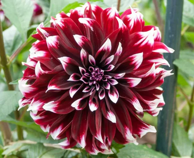 Dahlia Contraste, Contraste Dahlia, Decorative Dahlias, Dinner Plate Dahlias, Bicolor Dahlias, Red Dahlias, Dahlia Tubers, Dahlia Bulbs, Dahlia Flower, Dahlia Flowers, summer bulbs