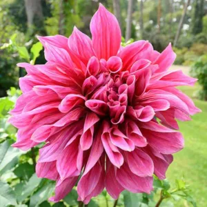 Dahlia Emory Paul, Emory Paul Dahlia, Decorative Dahlias, Dinner Plate Dahlias, Pink Dahlias, Dahlia Tubers, Dahlia Bulbs, Dahlia Flower, Dahlia Flowers, summer bulbs