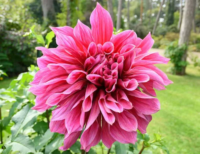 Dahlia Emory Paul, Emory Paul Dahlia, Decorative Dahlias, Dinner Plate Dahlias, Pink Dahlias, Dahlia Tubers, Dahlia Bulbs, Dahlia Flower, Dahlia Flowers, summer bulbs